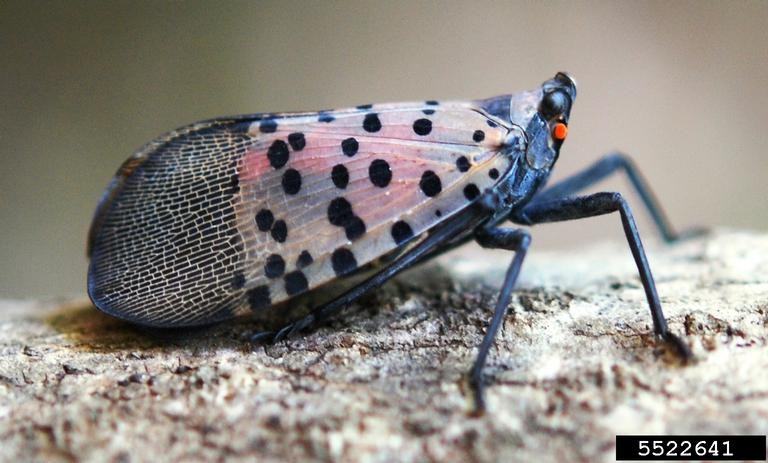Spotted Lantern Fly