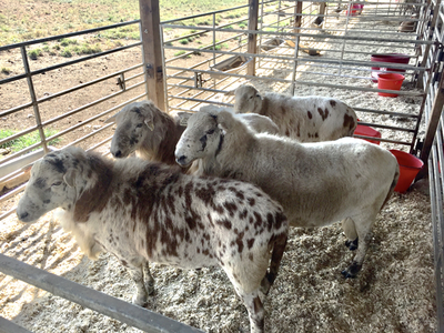 Four speckled sheep standing in a shaded metal pen with red feeding tubs.