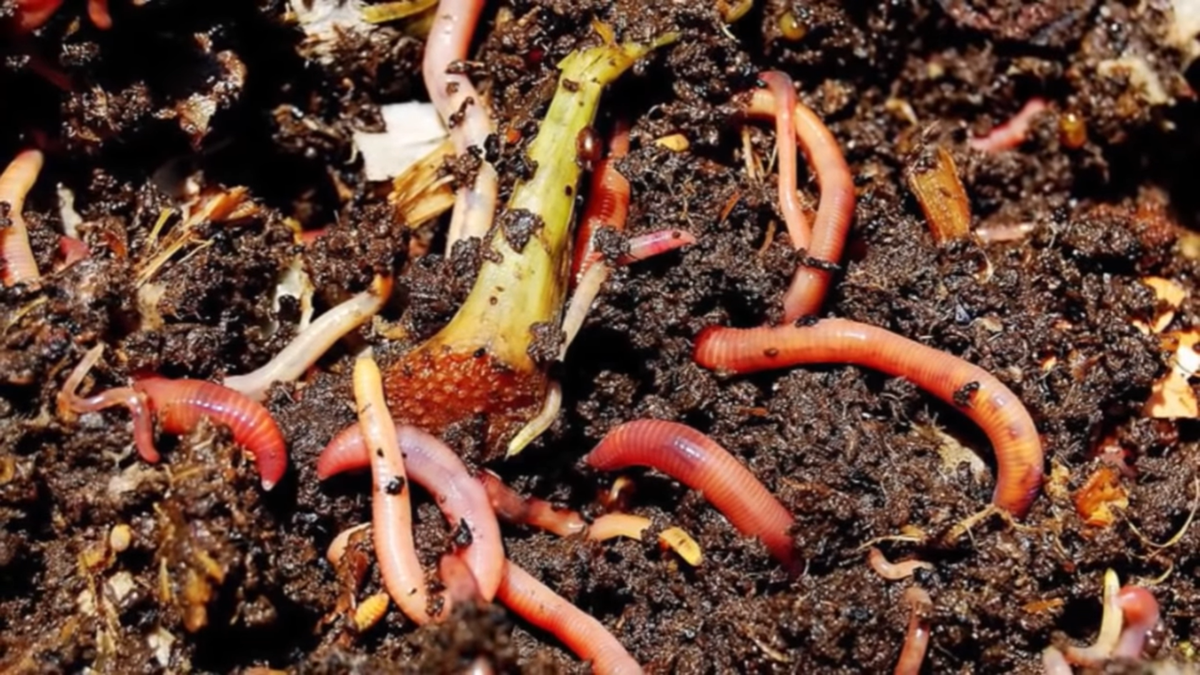 Worms in compost