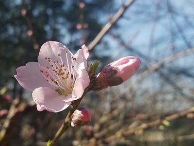 Pink flower blossom and nearby buds on a branch against a blurred sky and trees