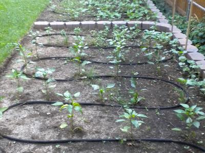 soaker hose in garden between rows of plants