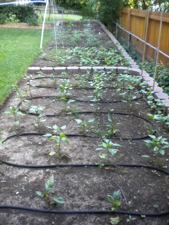 soaker hose in garden between rows of plants