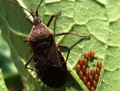 Squash Bugs and Eggs