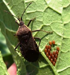 Squash Bugs and Eggs