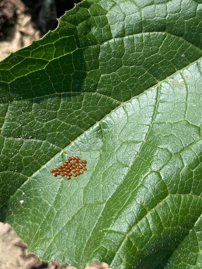 Squash bug eggs