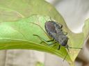 Squash bug