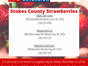 Stokes County Strawberries flyer — lists three farms with addresses and phone numbers