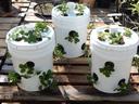 Strawberry Towers