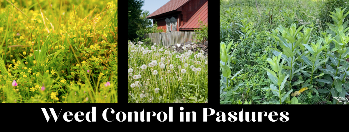 Weed Control in Pasture banner