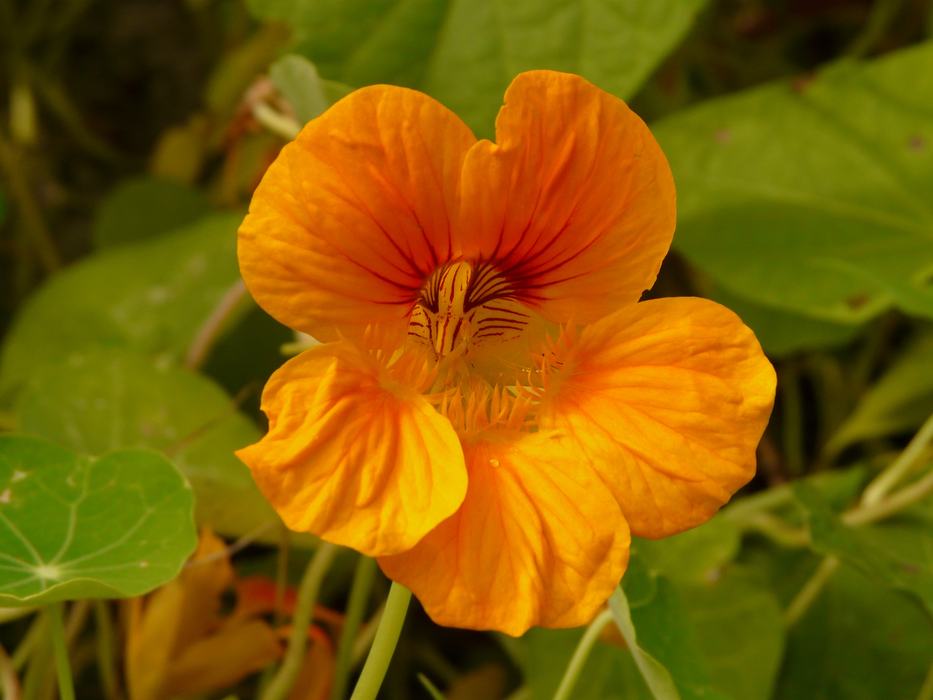 Yellow/Orange Flower with Green Leaves