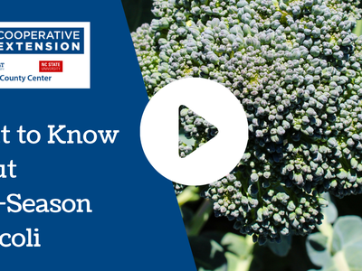 What to Know About Late Season Broccoli