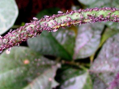aphids on peas