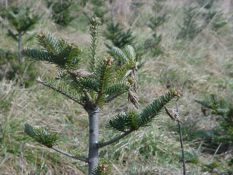 Young evergreen sapling with short branches and buds in a grassy field