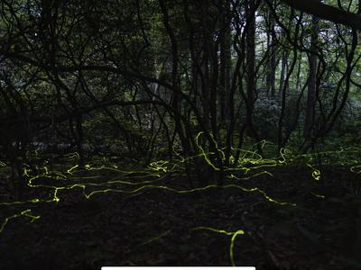 blueghost fireflies WNC by Jay Michaud
