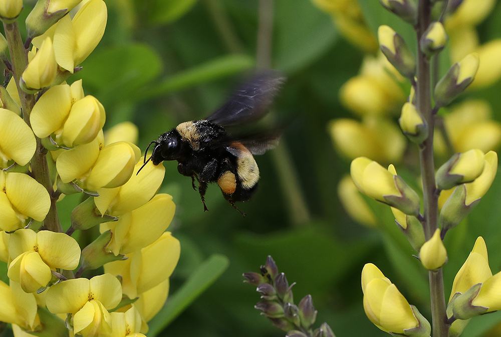 Bumble bee on wild indigo