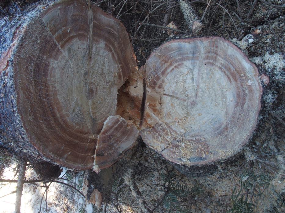 Fraser fir with reaction wood