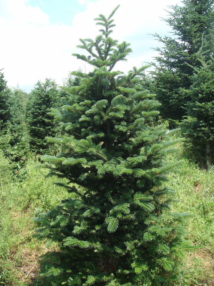 tree with crooked top due to balsam woolly adelgid