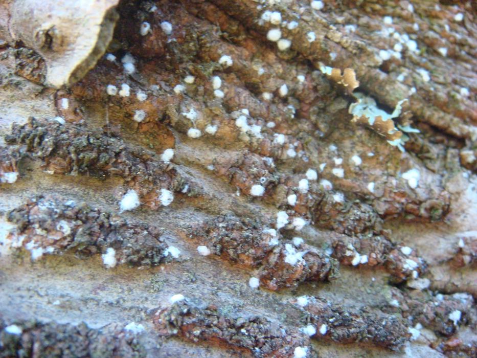 Balsam woolly adelgid on trunk