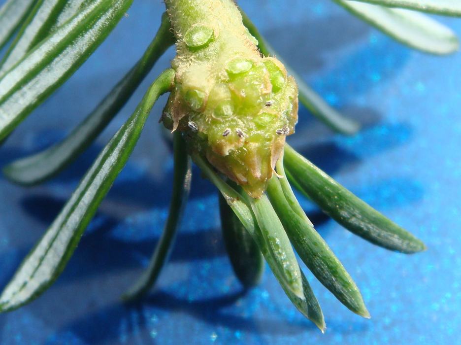 balsam woolly adelgid nymphs on bud