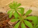 Young green plant with radial whorled leaves against soil and pale wall background