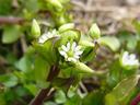 Tiny white star-shaped flower with narrow petals among green buds and leaves