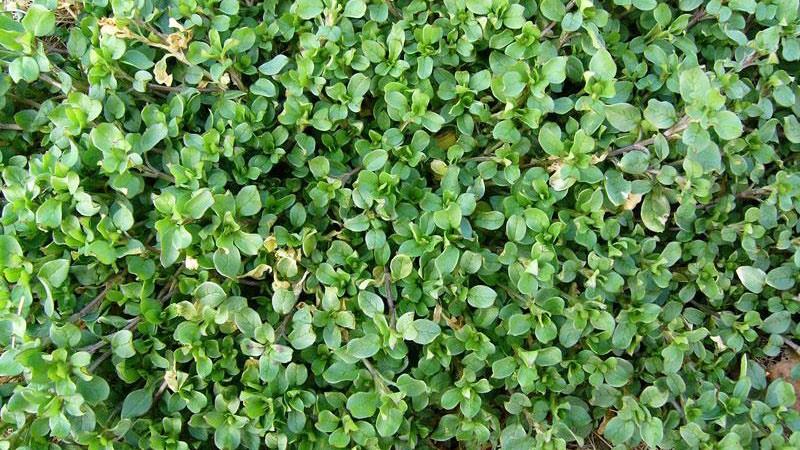 Chickweed
