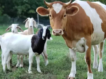 cow-goat