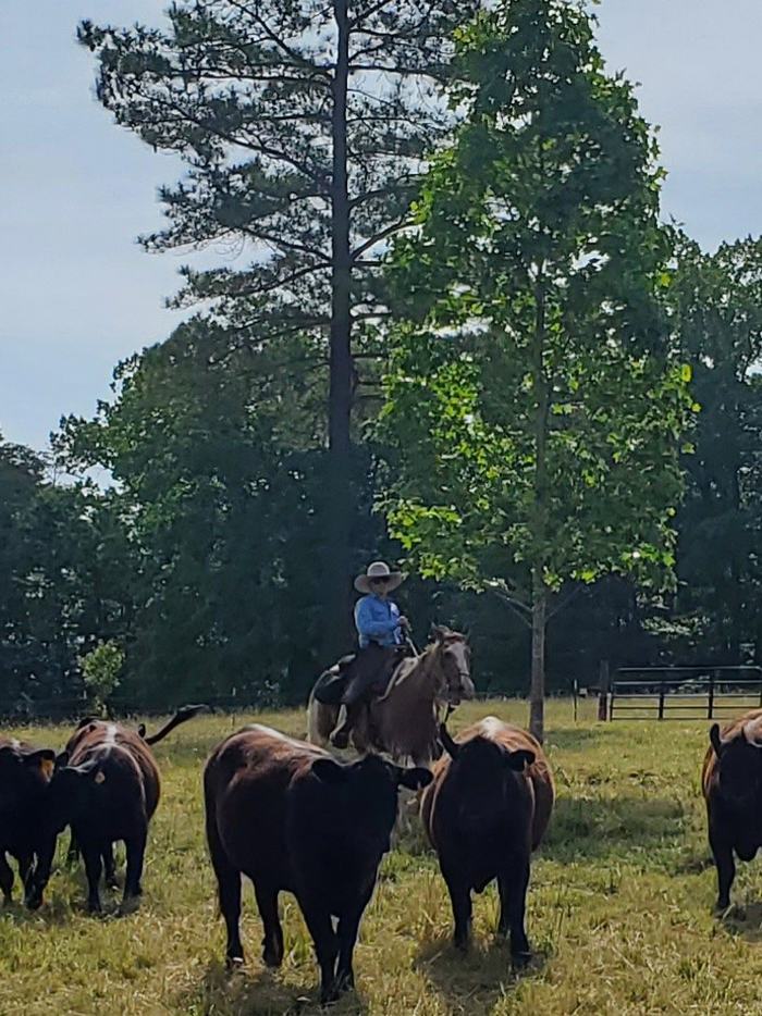 Cows with man on horse behind them