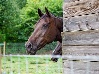 Brown horse poking its head out from a wooden stall into a grassy paddock