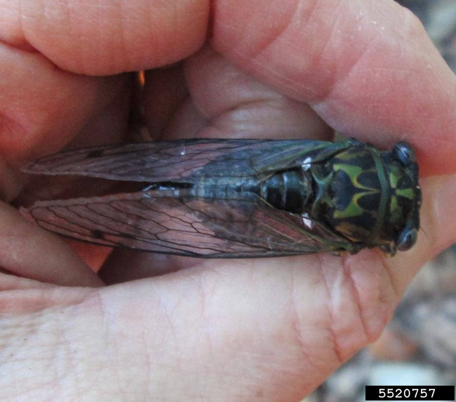 dog day cicada