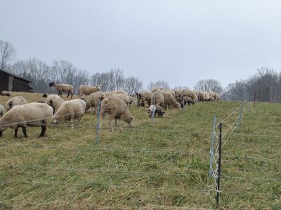 Flock of sheep grazing on grassy hillside behind an electric fence