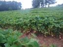 Field of strawberry plants with green leaves and ripening strawberries under trees