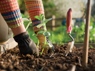 Person planting a plant in soil