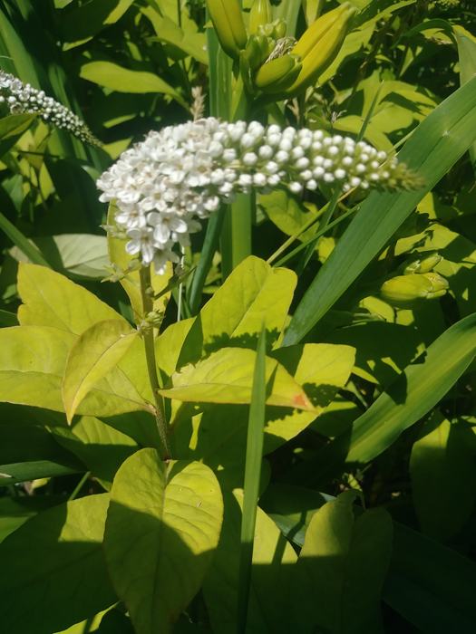 gooseneck loosestrife