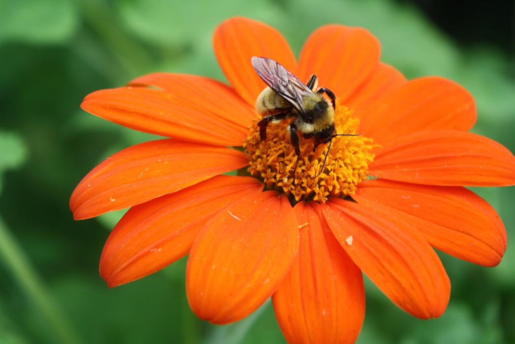bee on flower