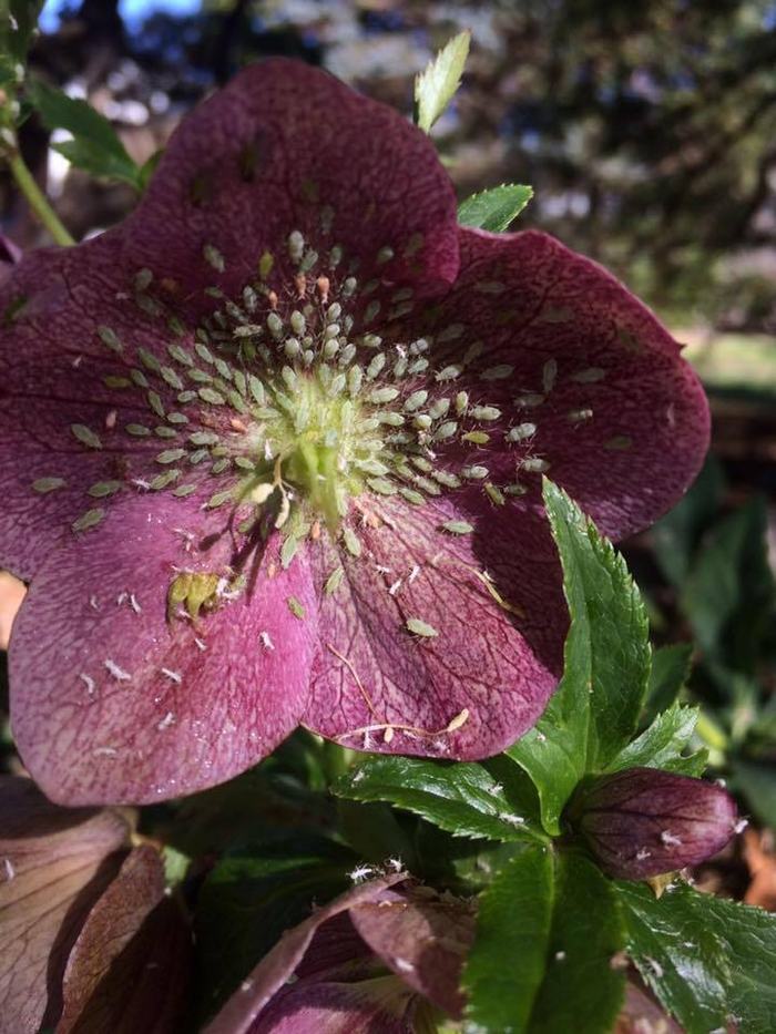 hellebore aphids on bloom