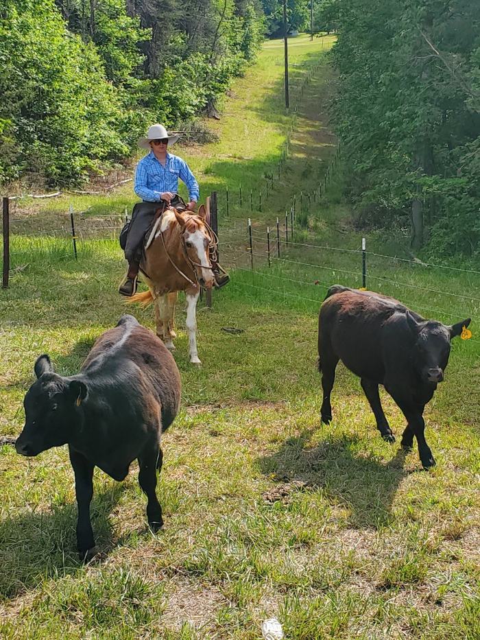 Man on horse with cows