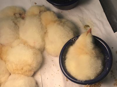 chick in feed bowl