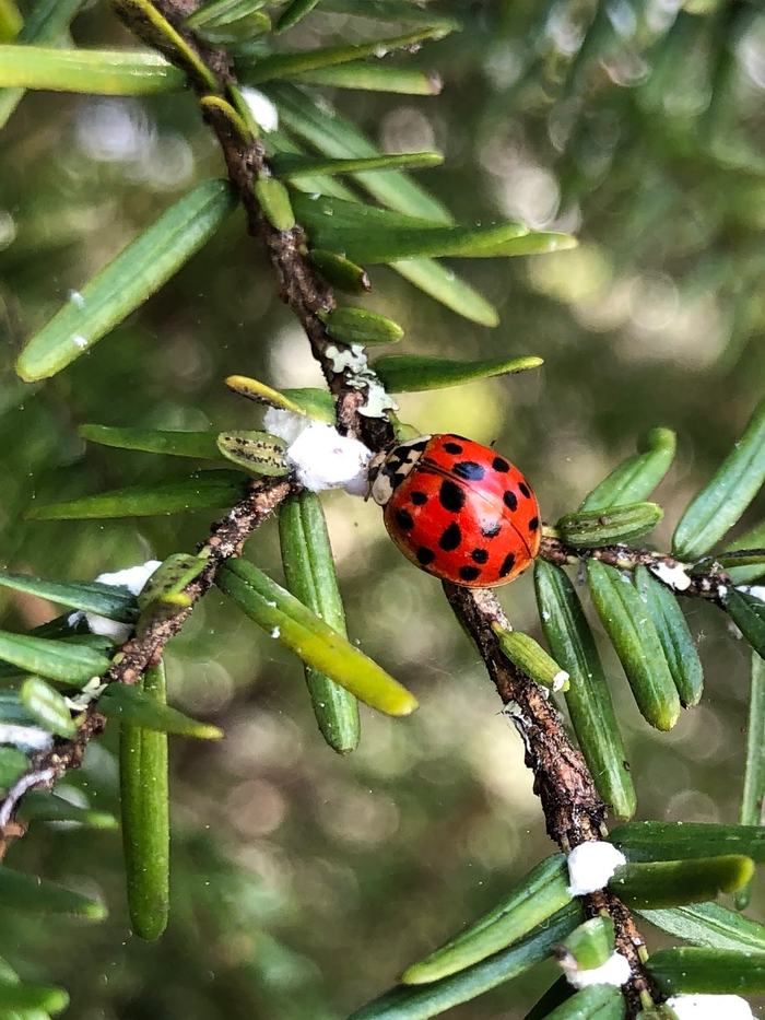ladybug and hemlock wooly adelgid