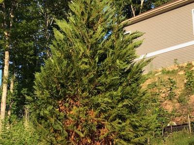 a newly planted Leyland cypress suffering from drought