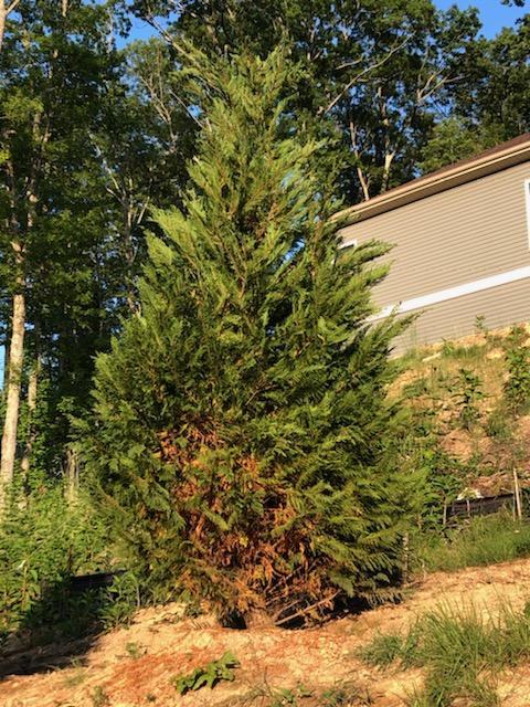 a newly planted Leyland cypress suffering from drought