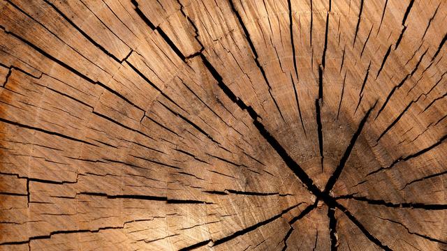 cross section of tree