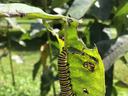 monarch caterpillar on milkweed