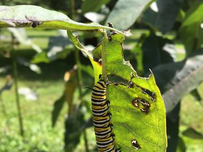 monarch caterpillar on milkweed