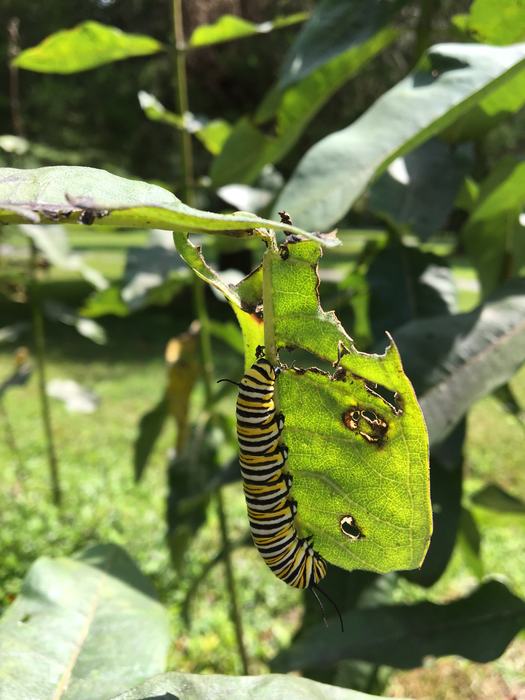 monarch caterpillar on milkweed