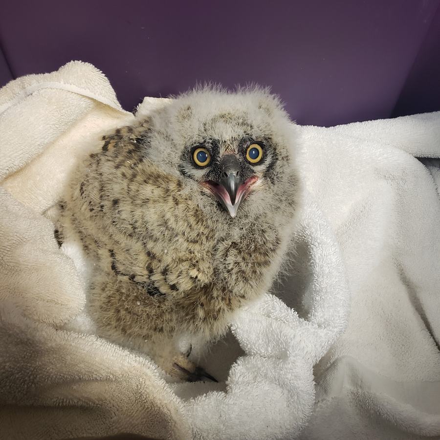 Owlet being cared for by Outer Banks Wildlife Shelter