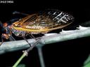 cicada
