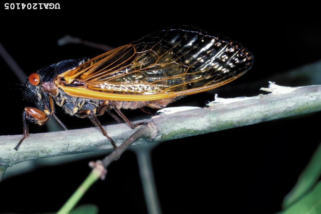 cicada