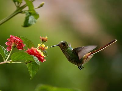 Green hummingbird hovering beside pink and yellow lantana flowers