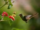 Green hummingbird hovering beside pink and yellow lantana flowers